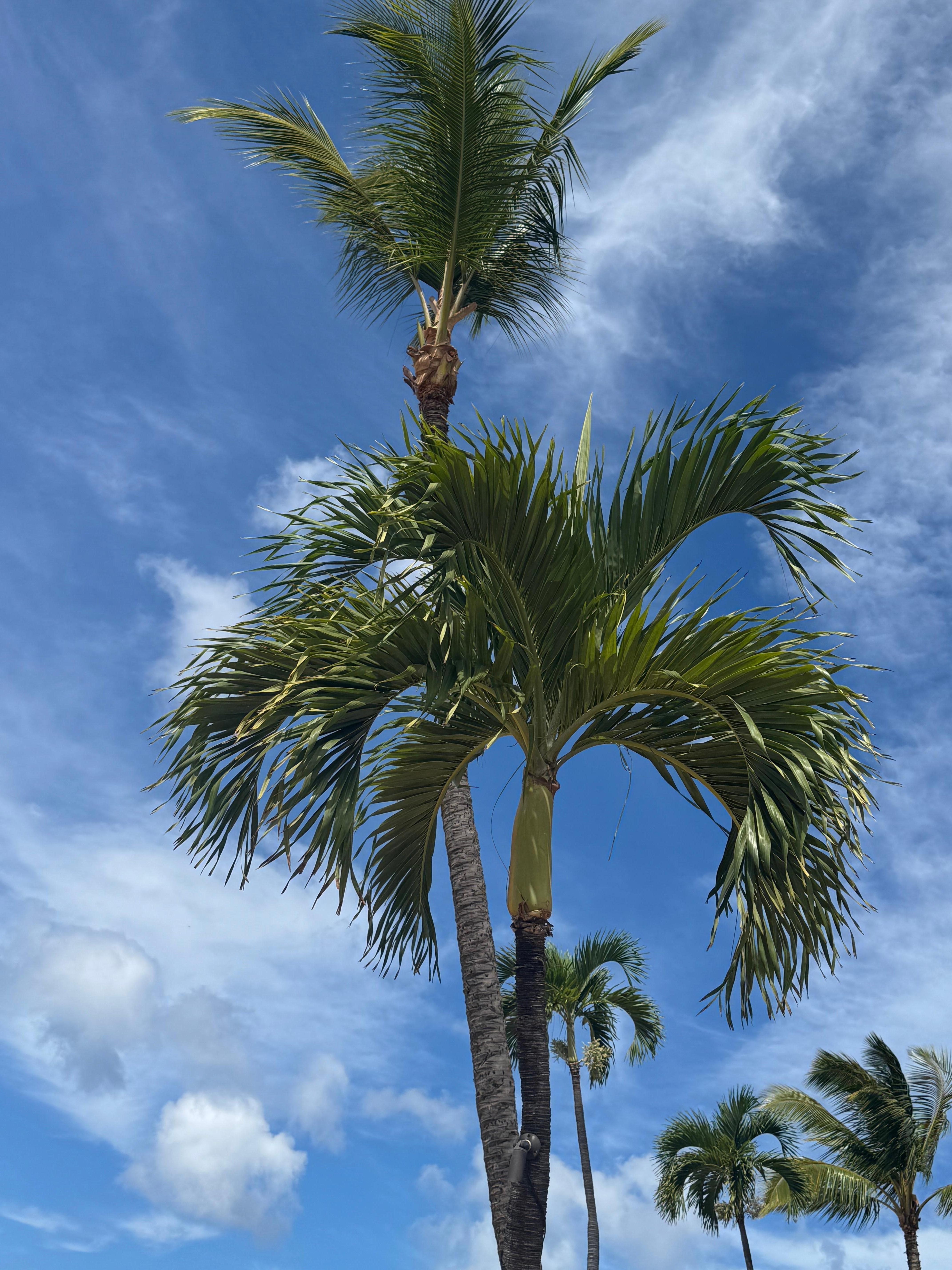 Beautiful tall palms at Kaanapali Shore
