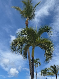 Beautiful tall palms at Kaanapali Shore