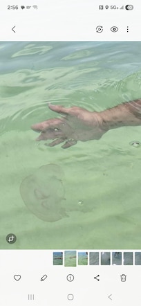 Jellyfish