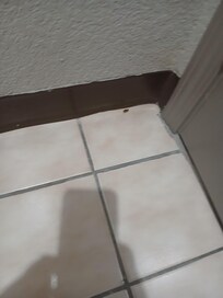 Only time I had my phone on me while seeing one in the bathroom. After that it was just go time