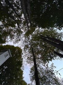 Hammock view