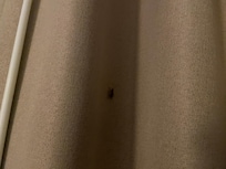 Roaches bedroom