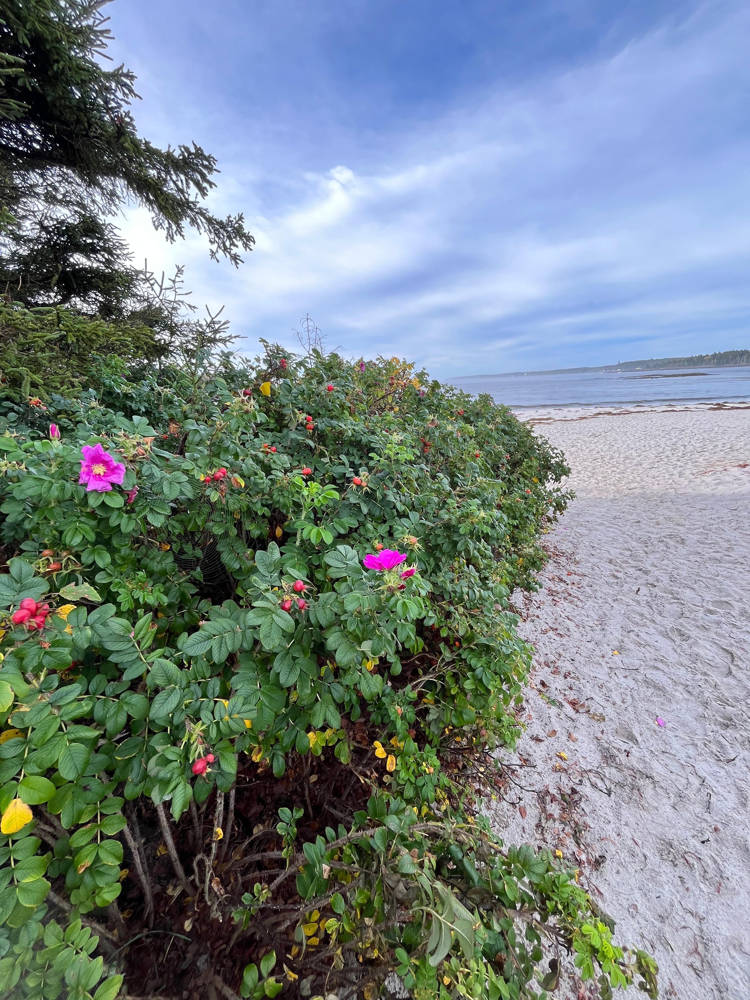 Path to the beach near the residence. 