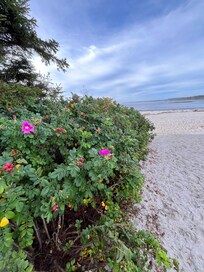Path to the beach near the residence.