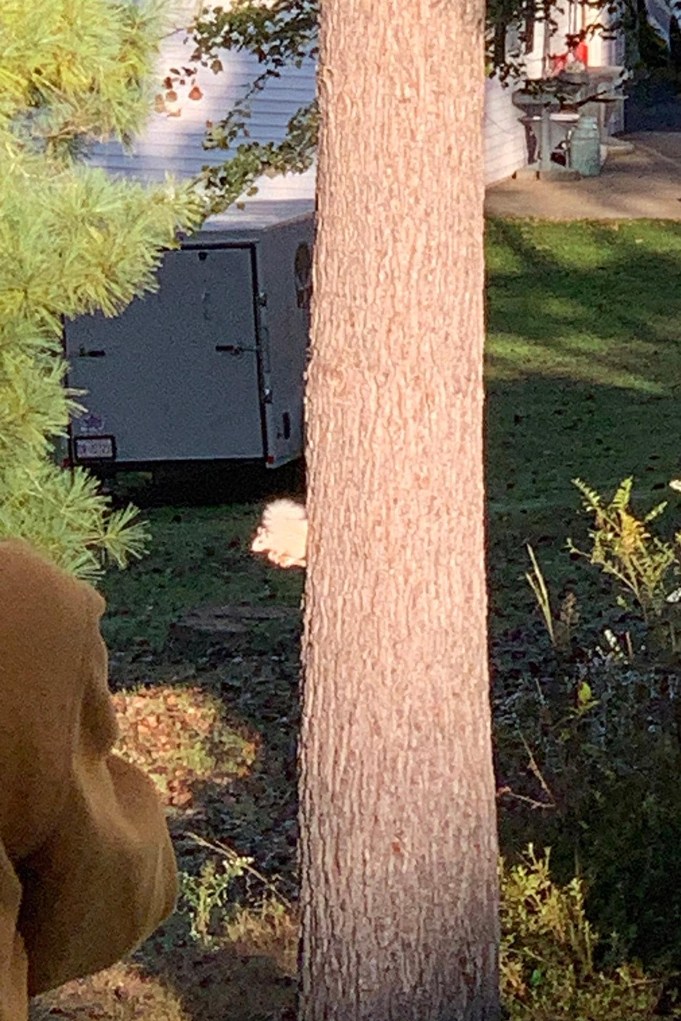 One of Brevard's famous white squirrels