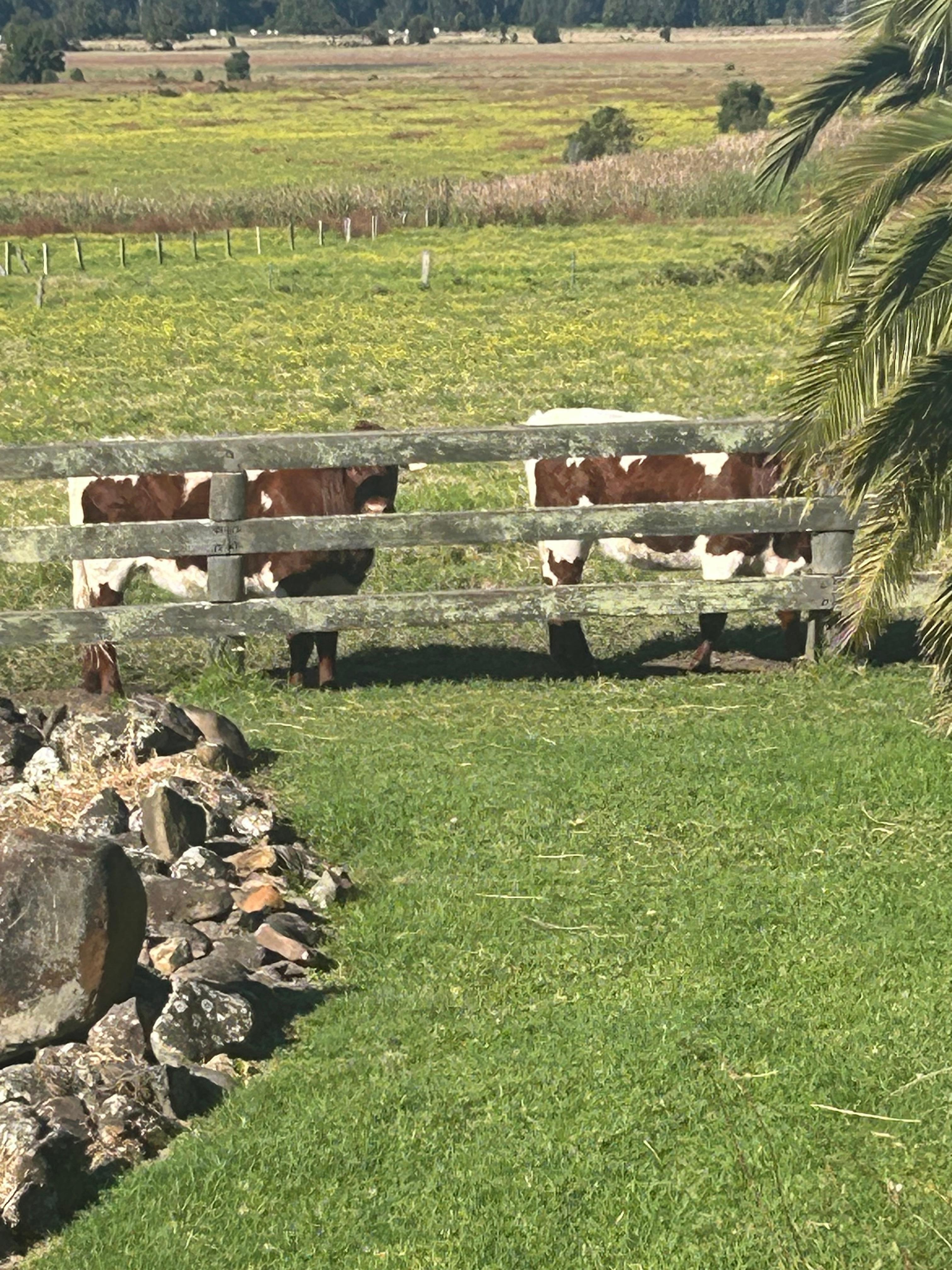 Welcoming neighbours. 