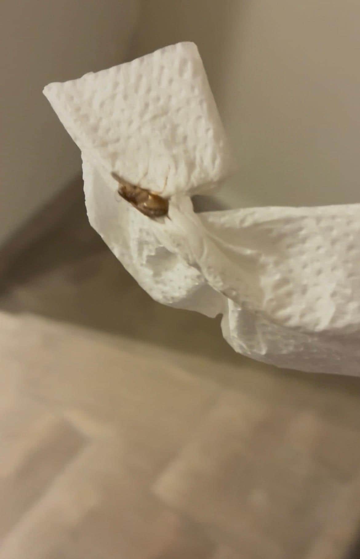 Roaches killed, contained, and taken to the front desk!