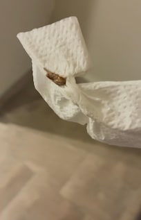 Roaches killed, contained, and taken to the front desk!