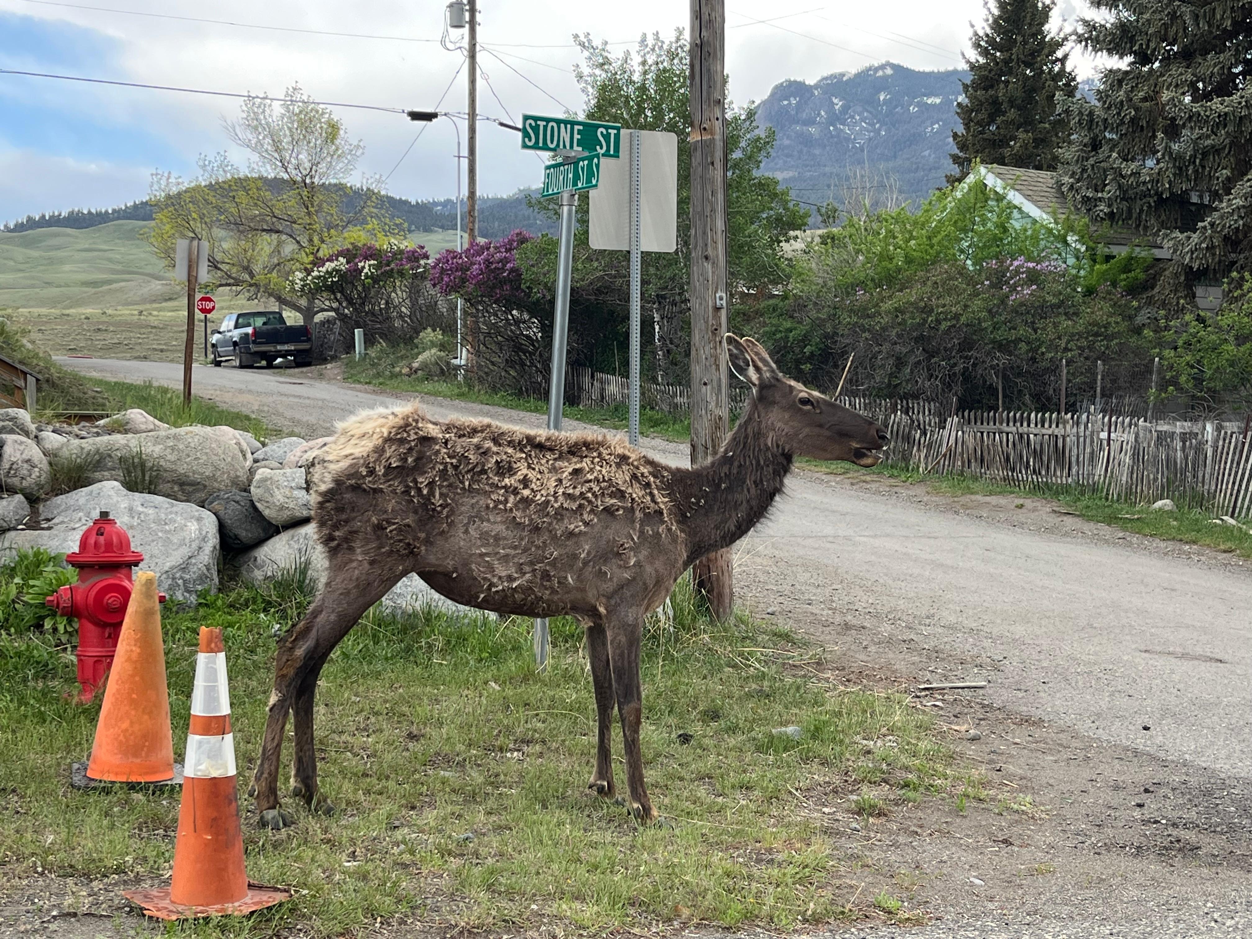 Enjoyed seeing elk on the corner on our street!