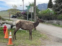 Enjoyed seeing elk on the corner on our street!