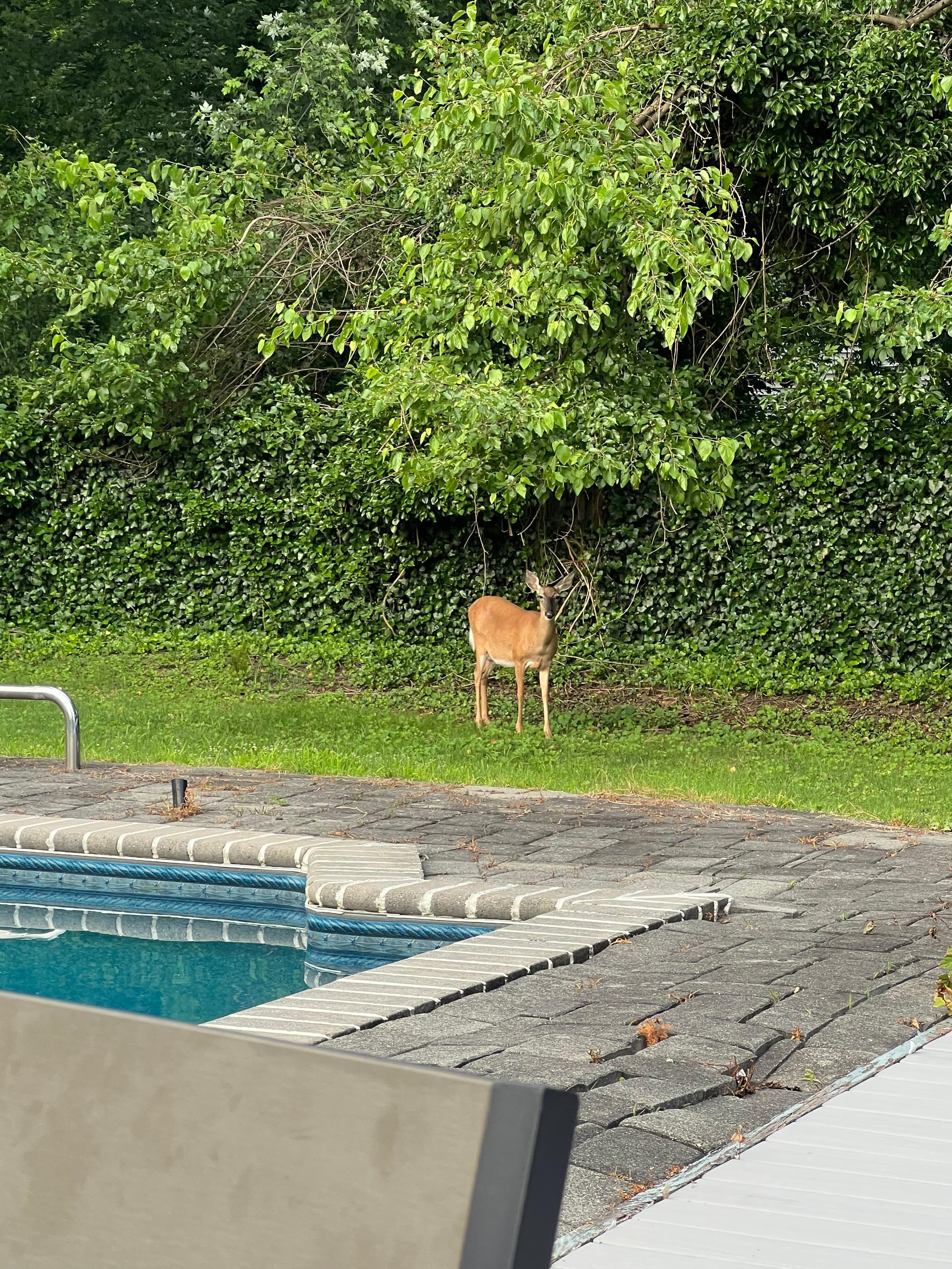 Brick loose by the pool 