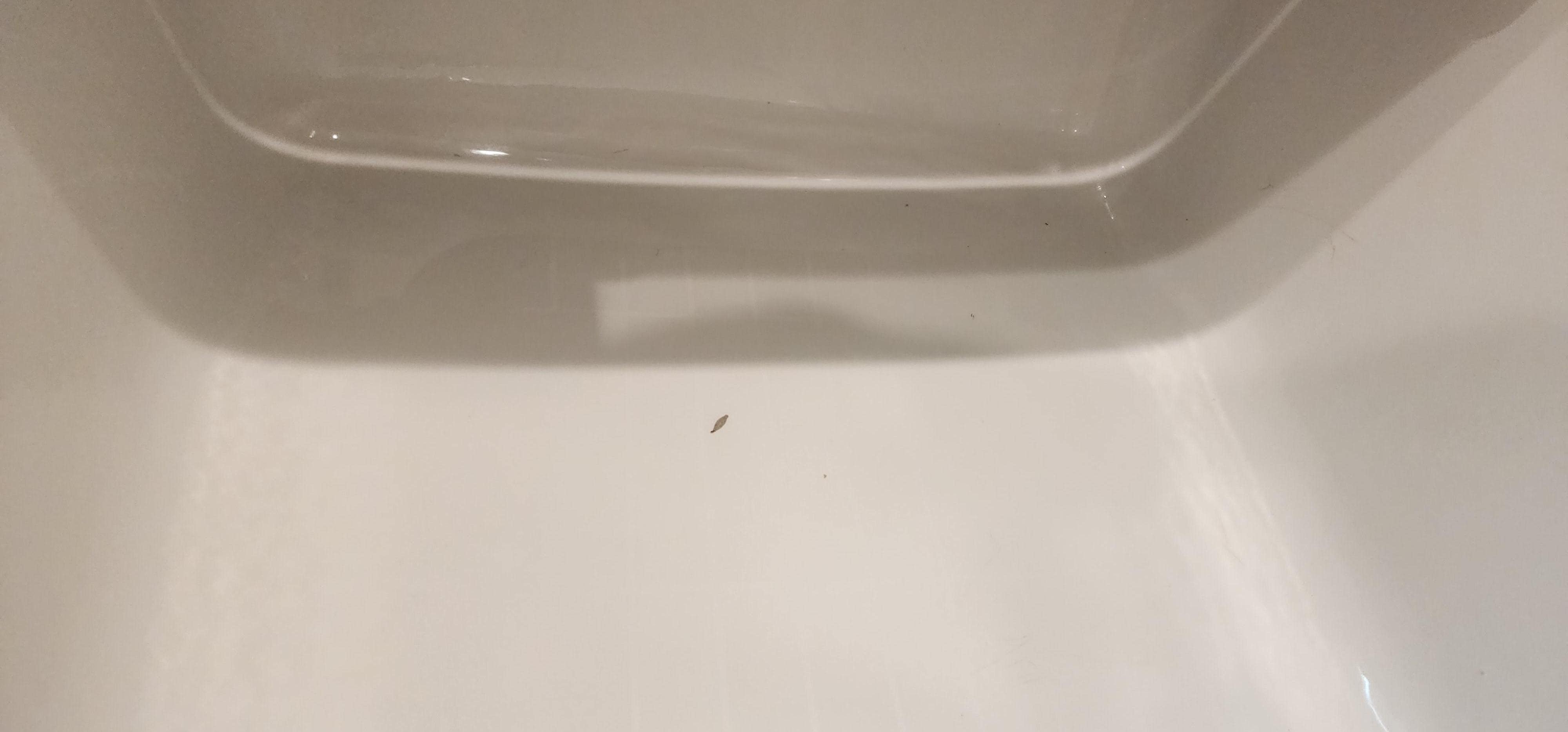 Bug and dirt in shower
