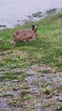 Un lievre dans le pré