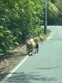 Goats in town