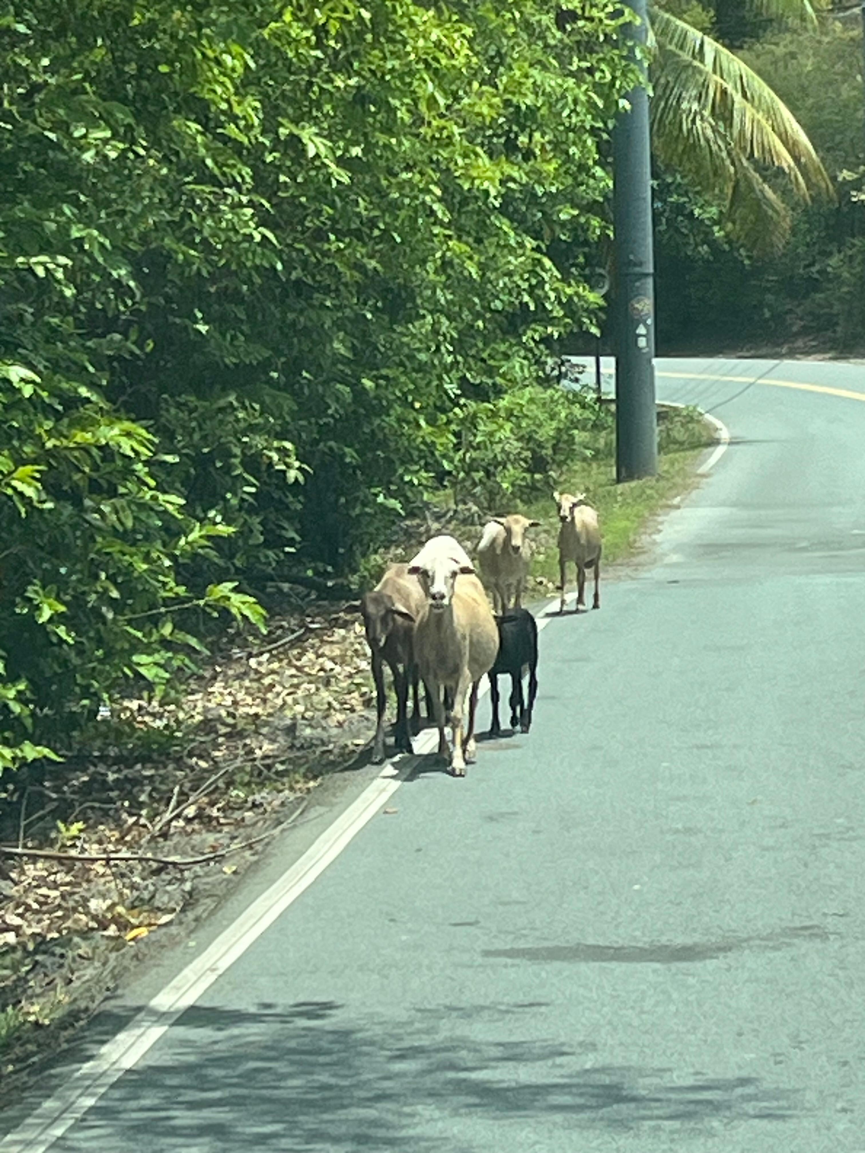Goats in town