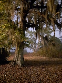 Oak trees in the fog on the