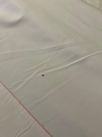 Bugs on the bed