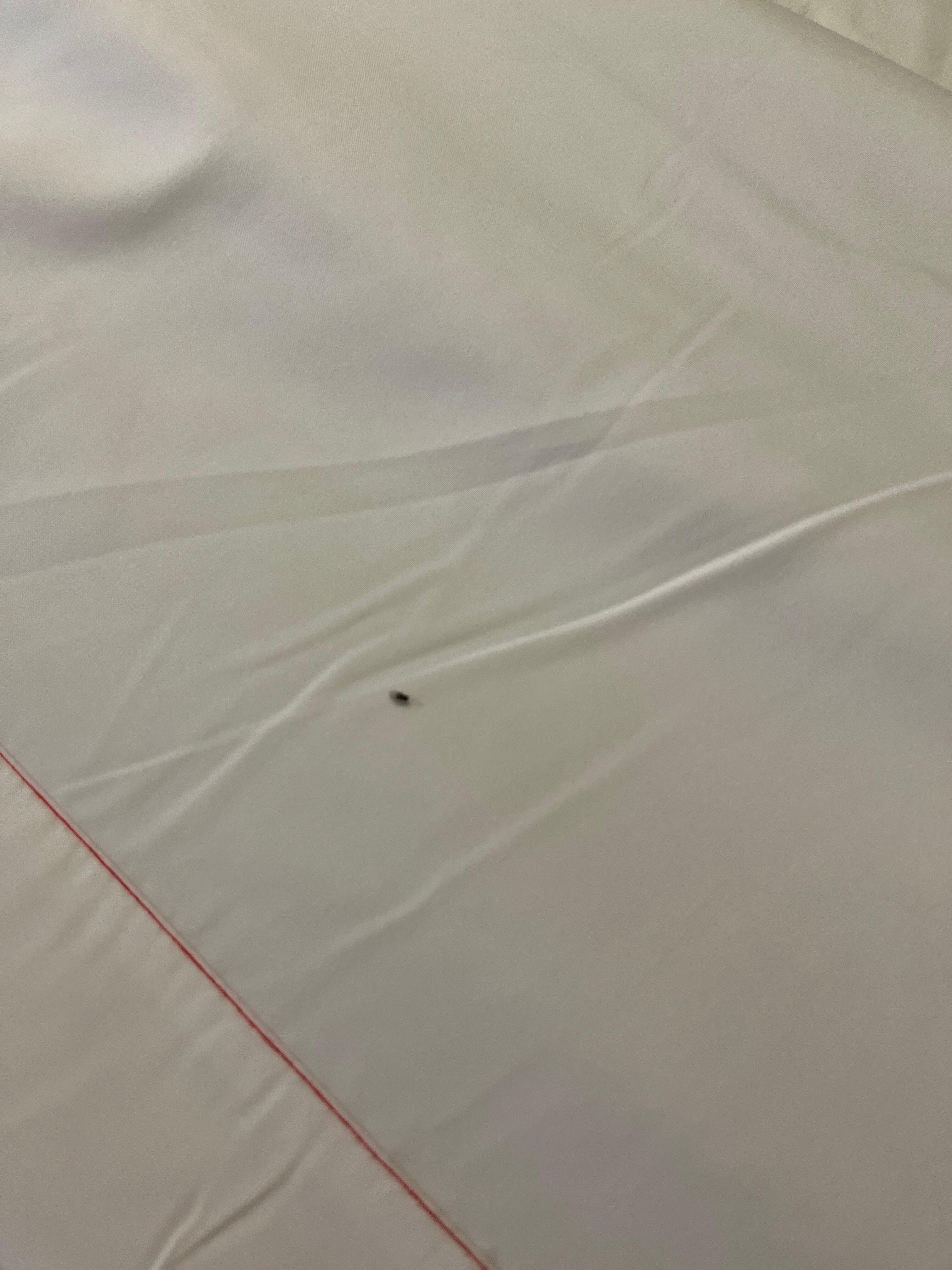 Bugs on the bed 