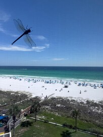 Dragon fly greeted us upon check in!
