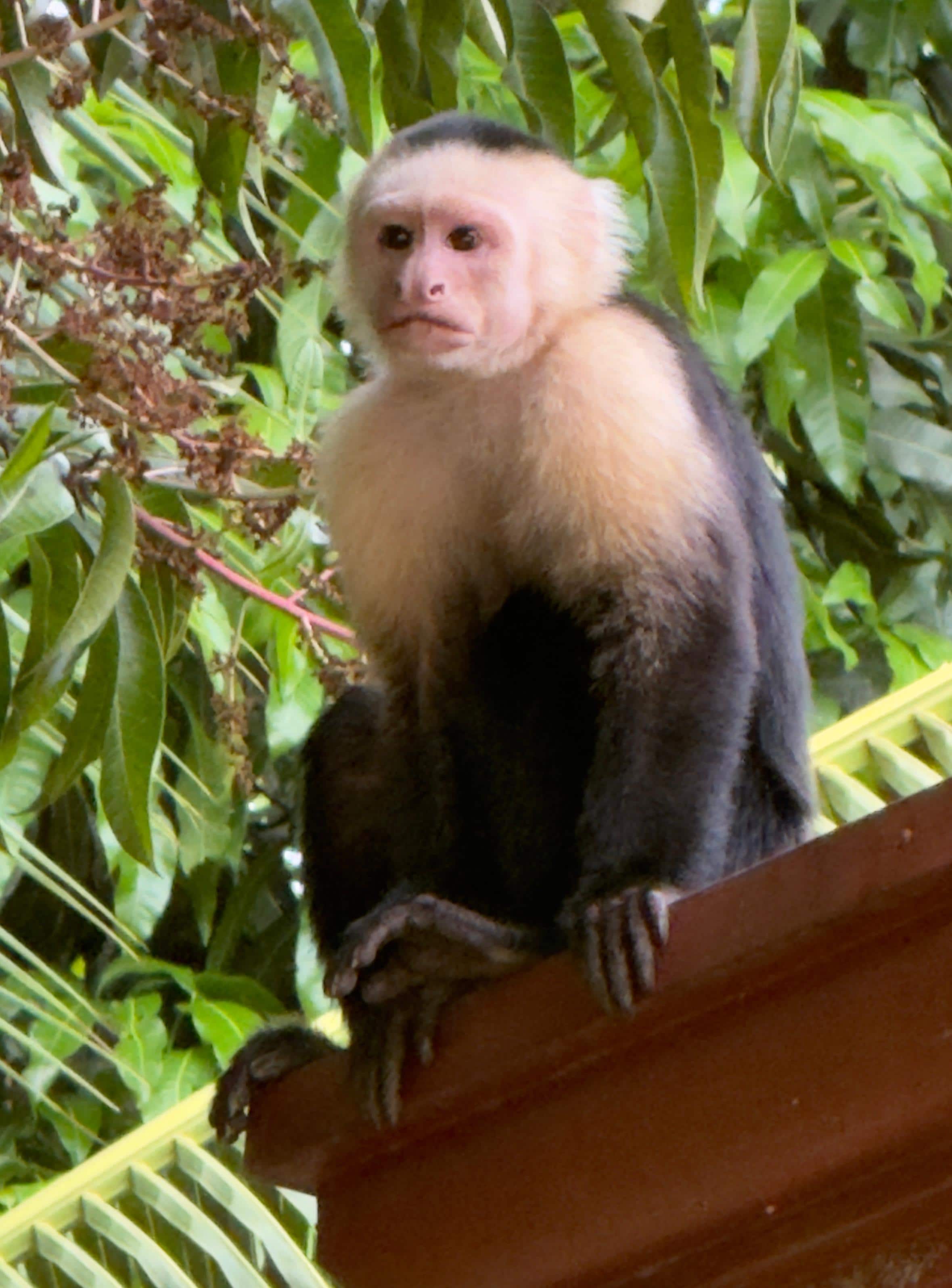 A large group of white-faced monkeys went through the property one afternoon.