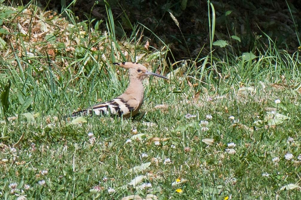 Hoopoe on the grass outside of the house.