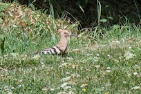 Hoopoe on the grass outside of the house.