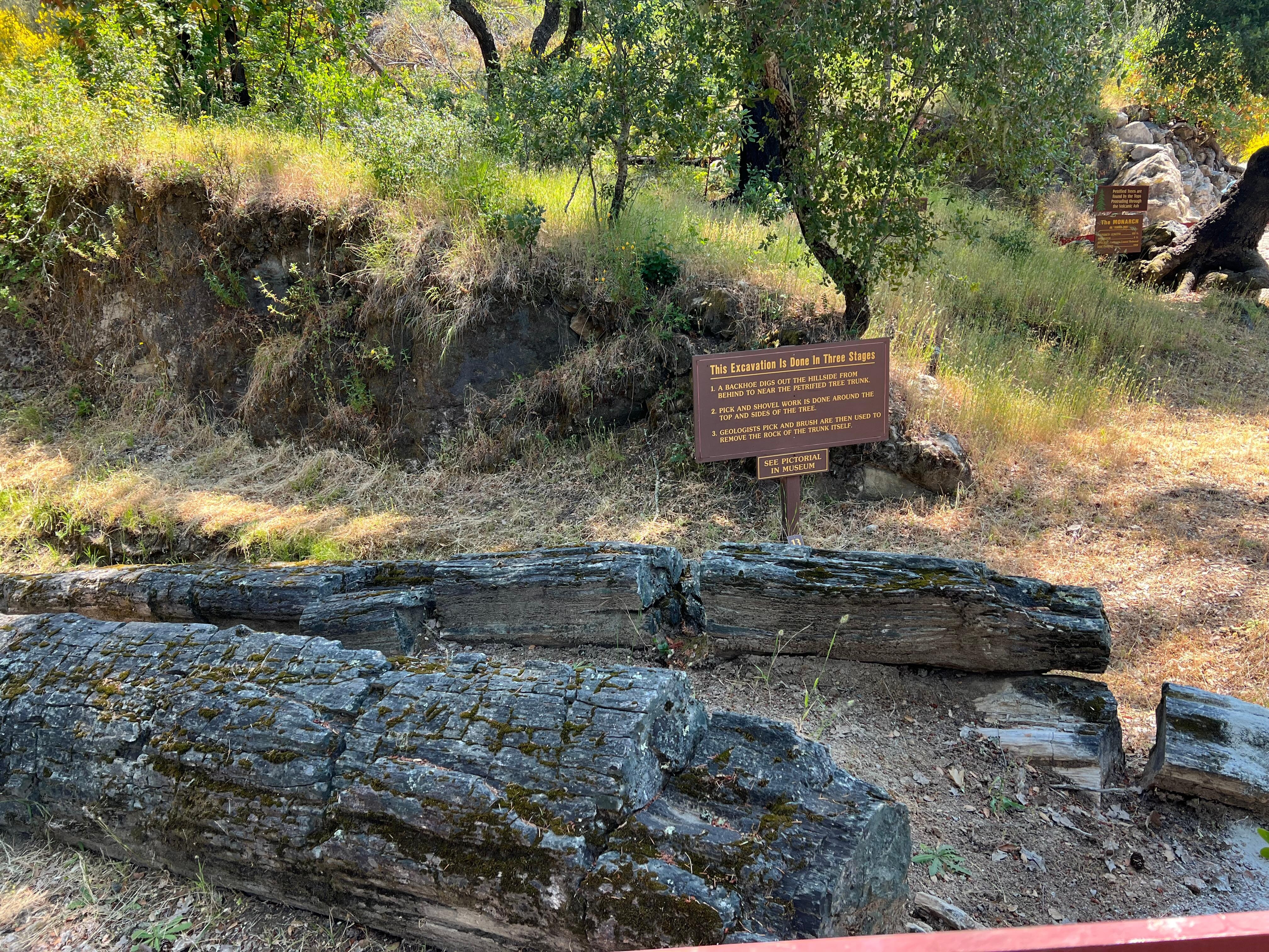 Petrified Forest