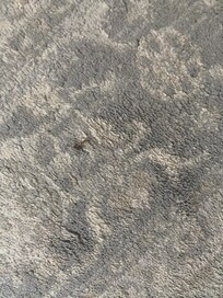 Bugs on the floor