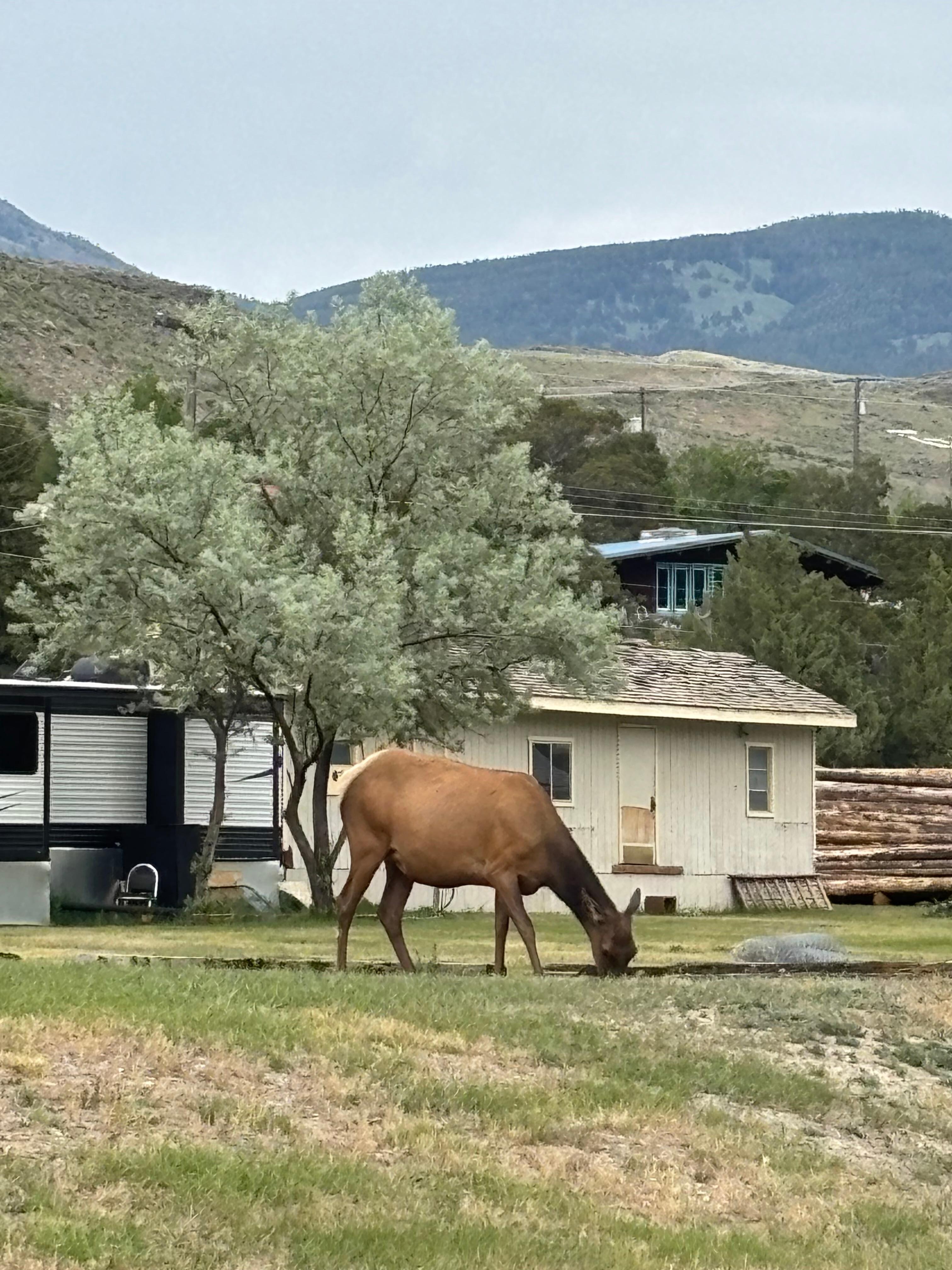 Elk down the alley 