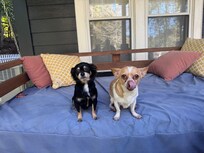 Two furbabies enjoying a Sunday swing!