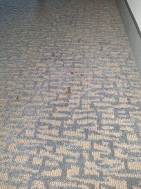 Shouldn't be anything on floors if this room had been cleaned.