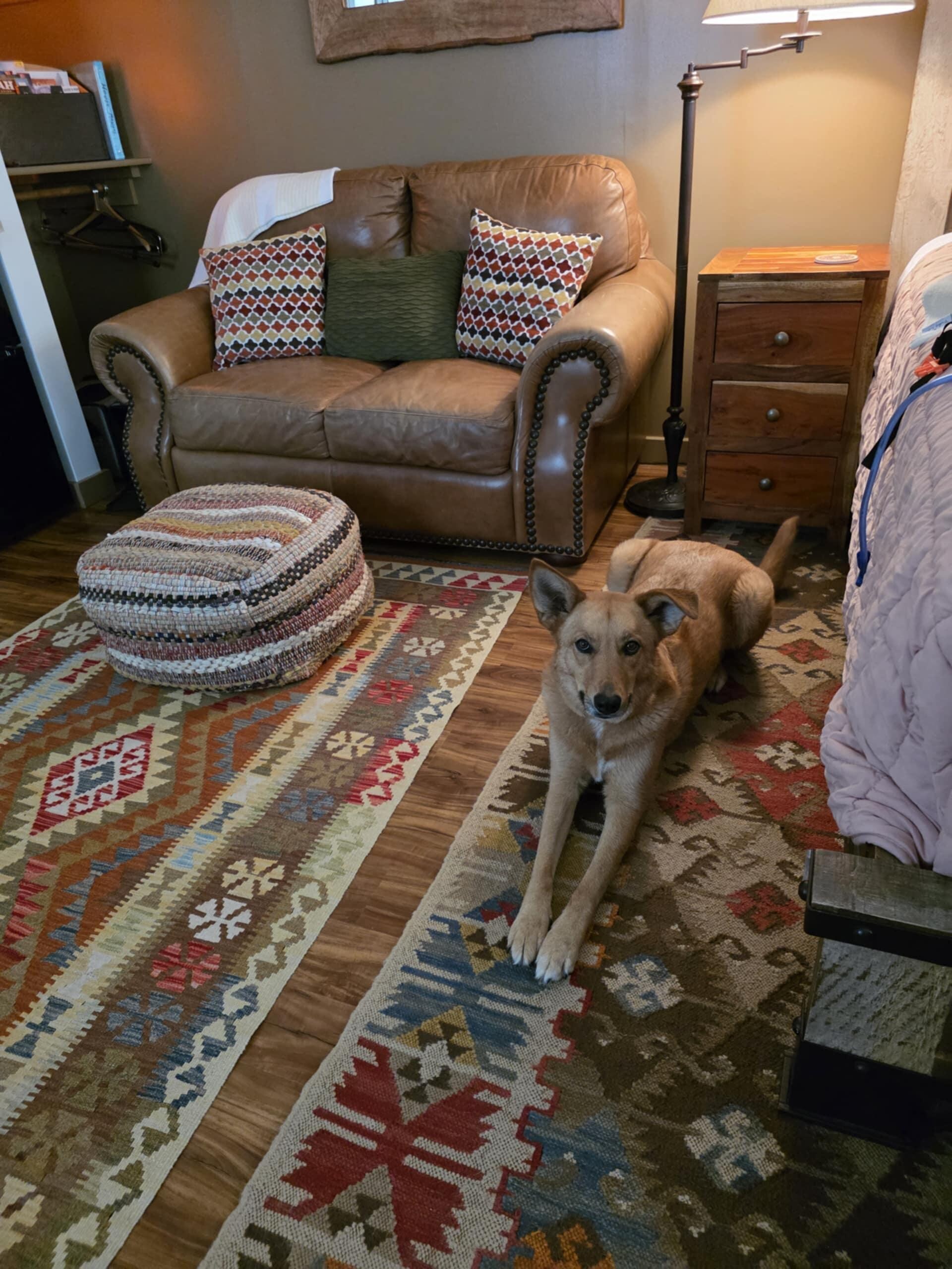 Our doggo, Stella, really loved the living room space.
