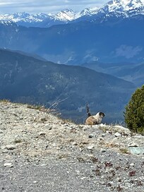 Hoary Marmot
