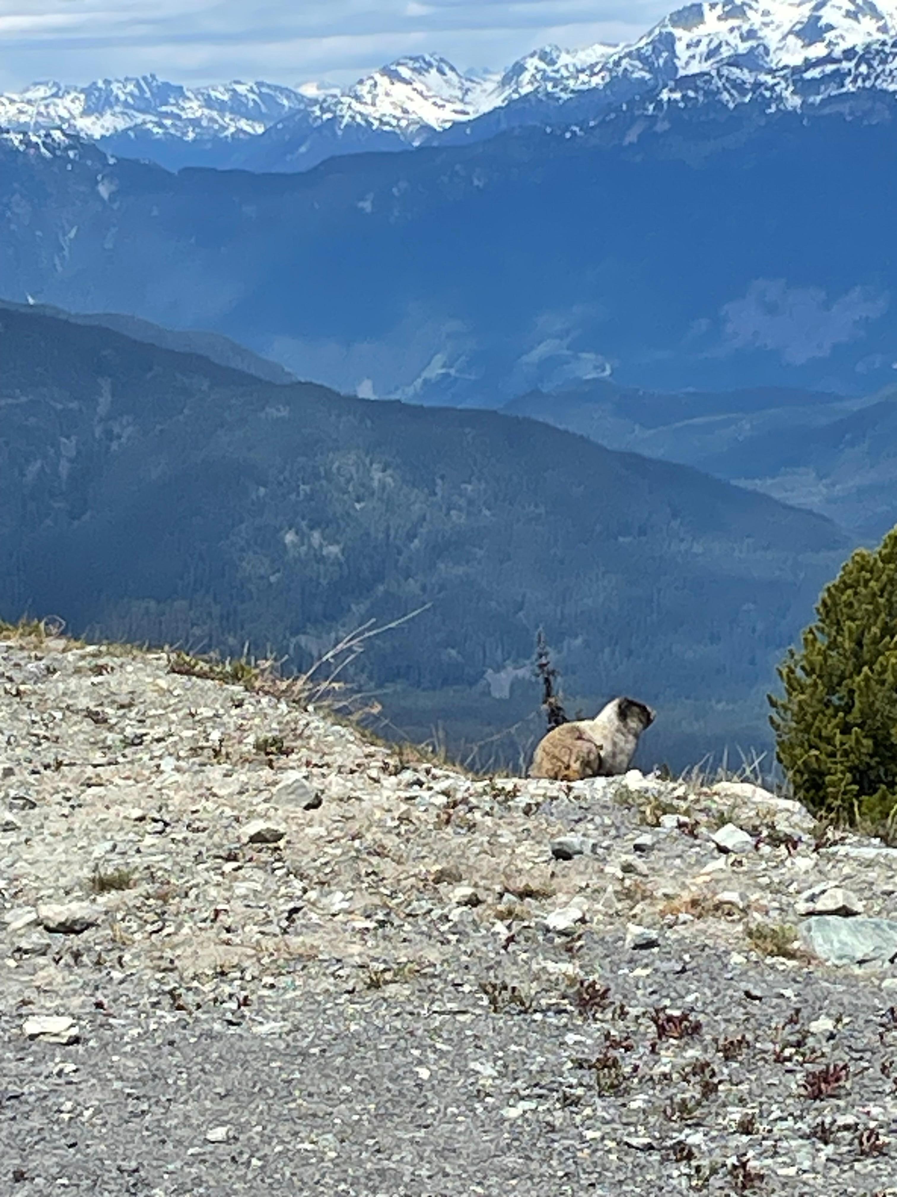 Hoary Marmot