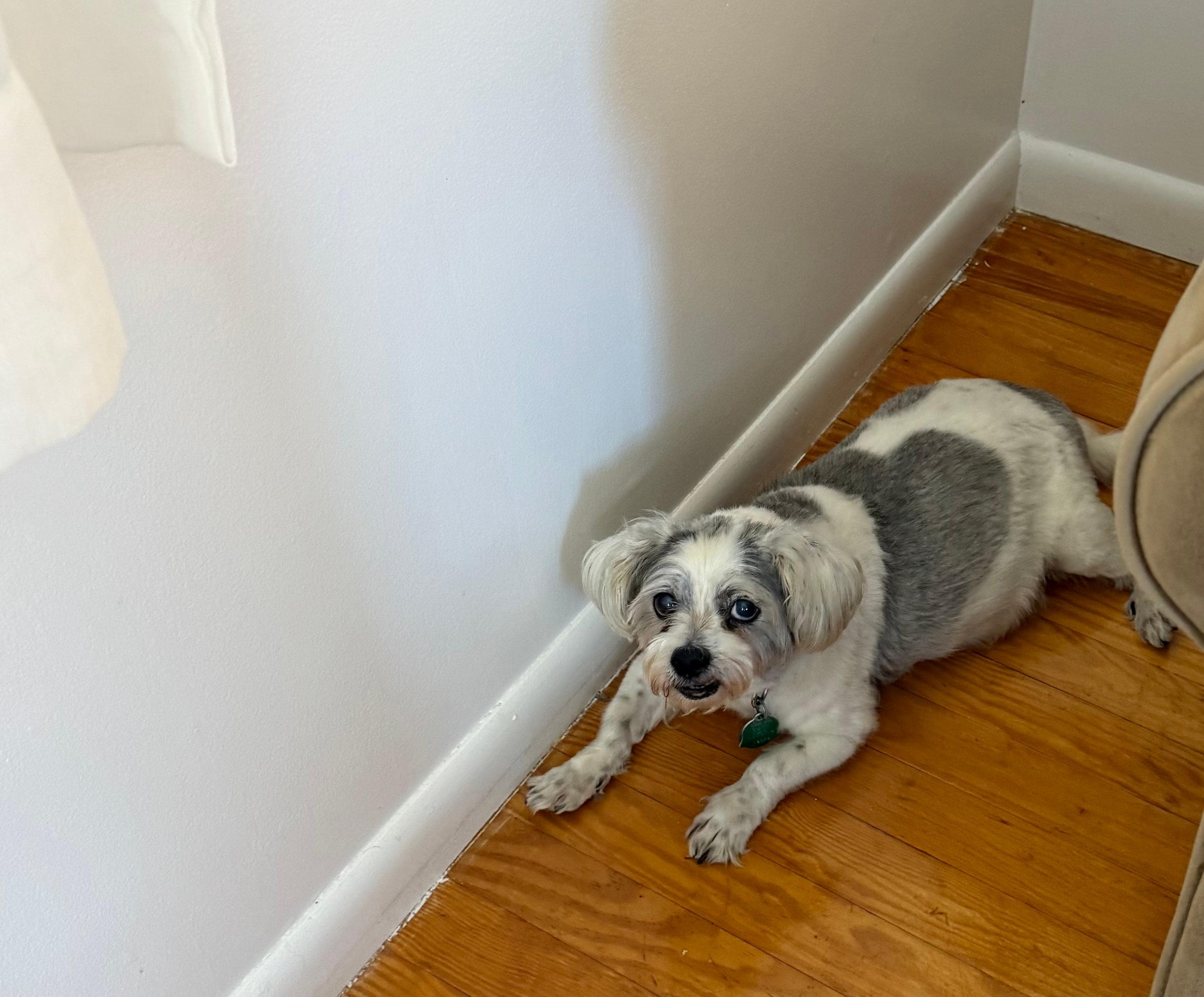 My pup’s fav nook in the rental 
