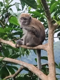 Long Tailed macaque that sits in the tree near the porch