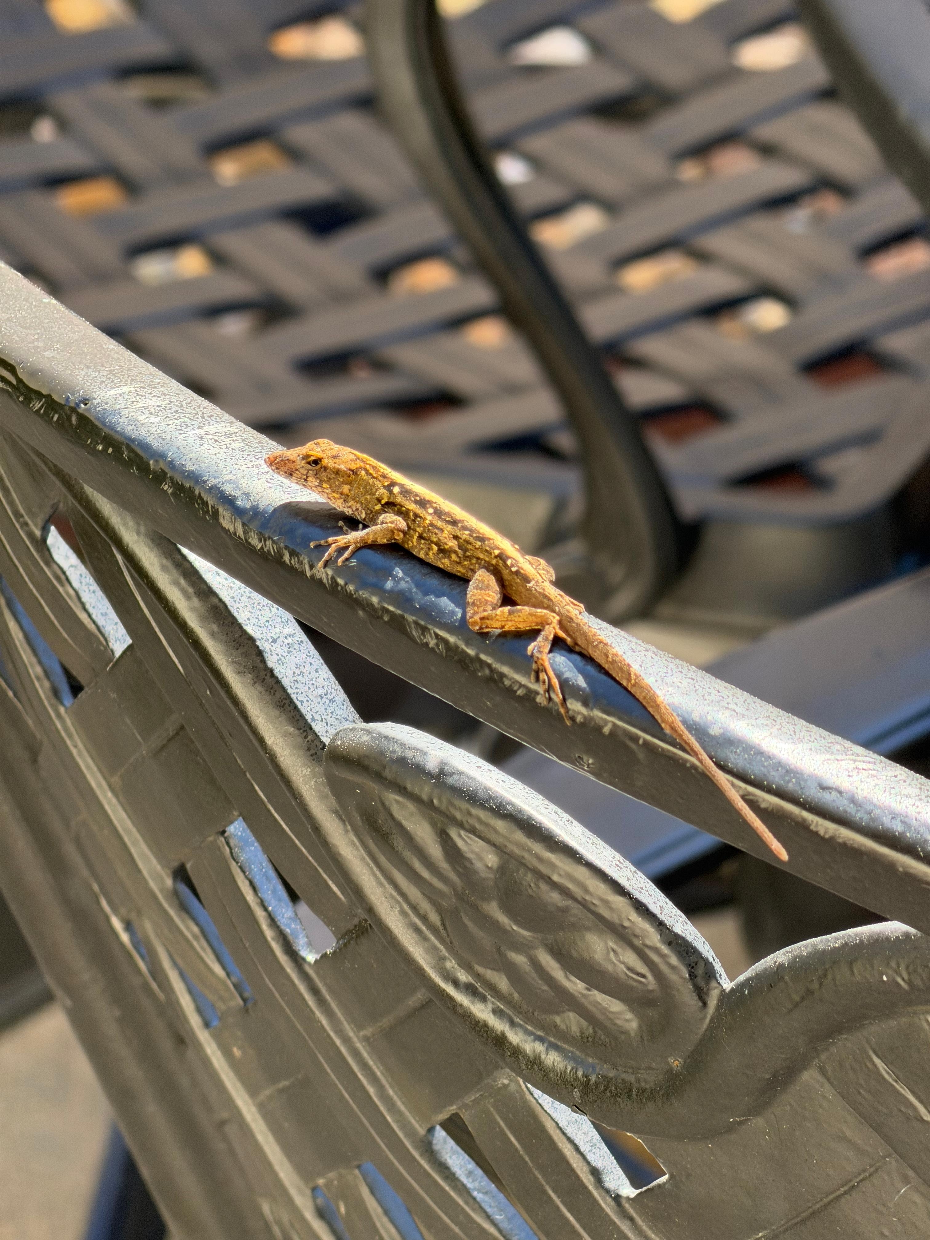 We weren't the only guests at the house.