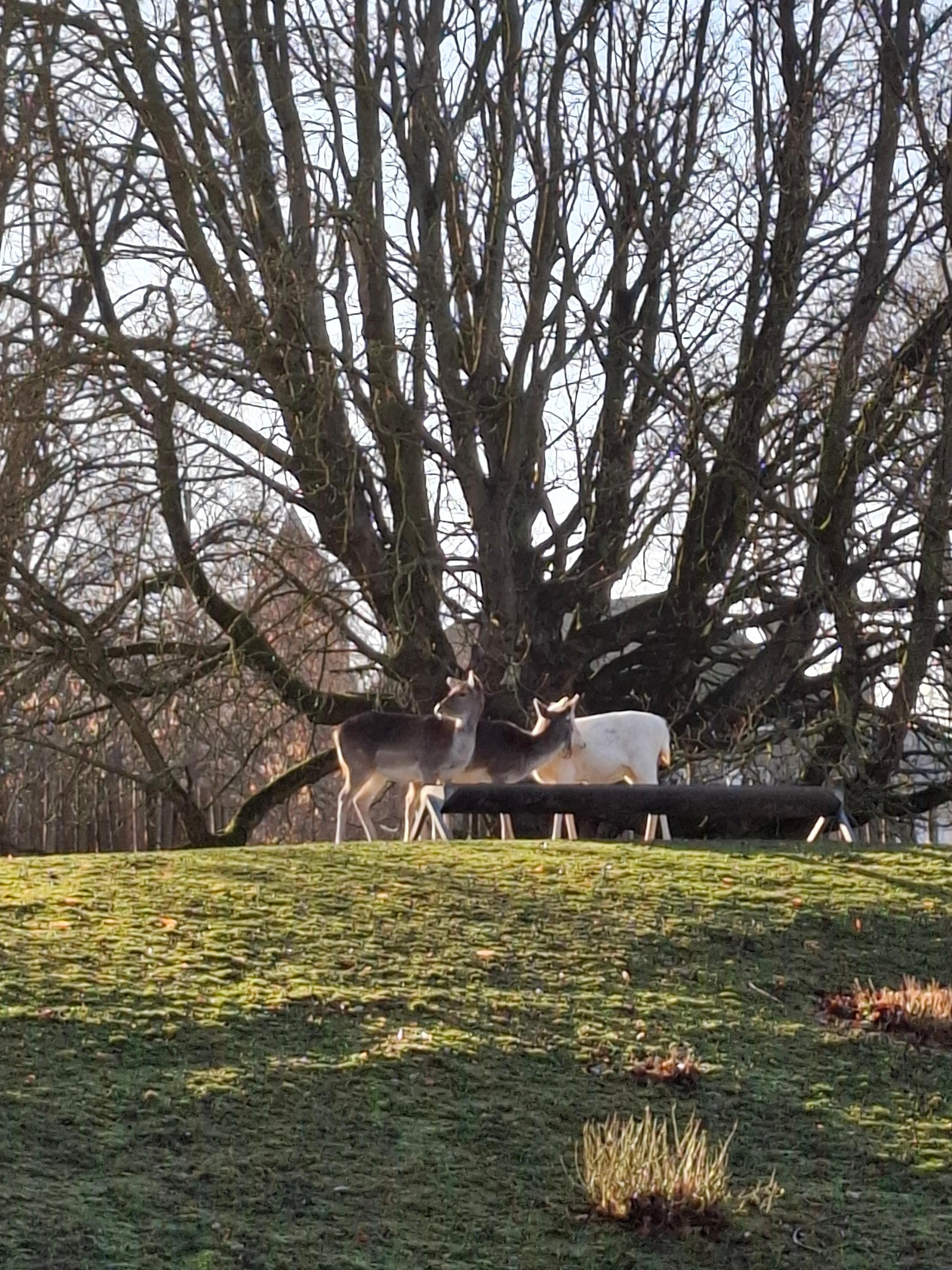 Mooi park in Maastricht. 