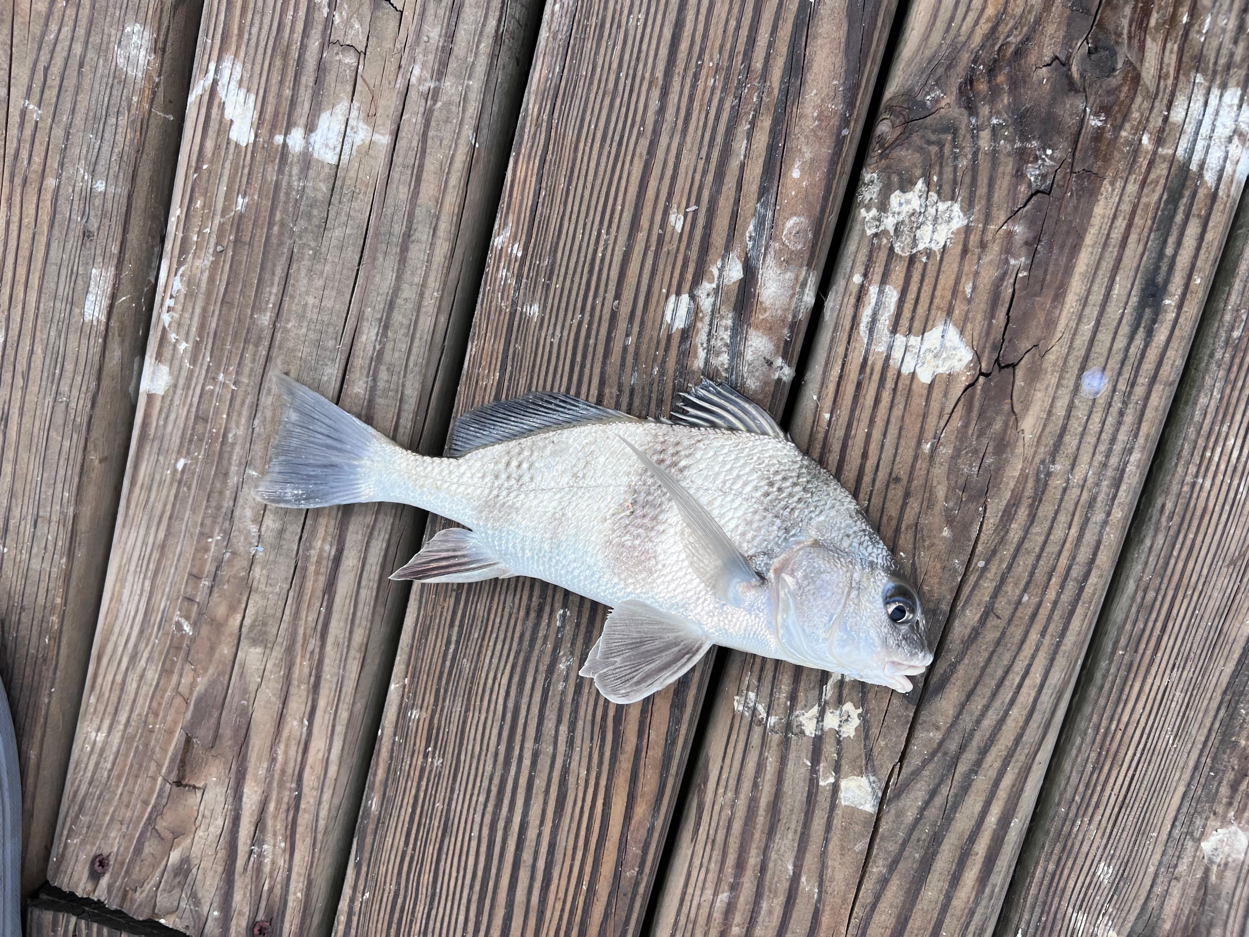 Caught several fish!!