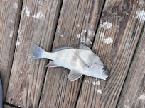 Caught several fish!!