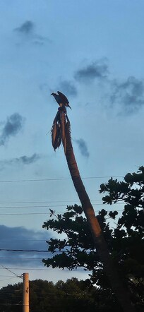 Our friend that seems to live there