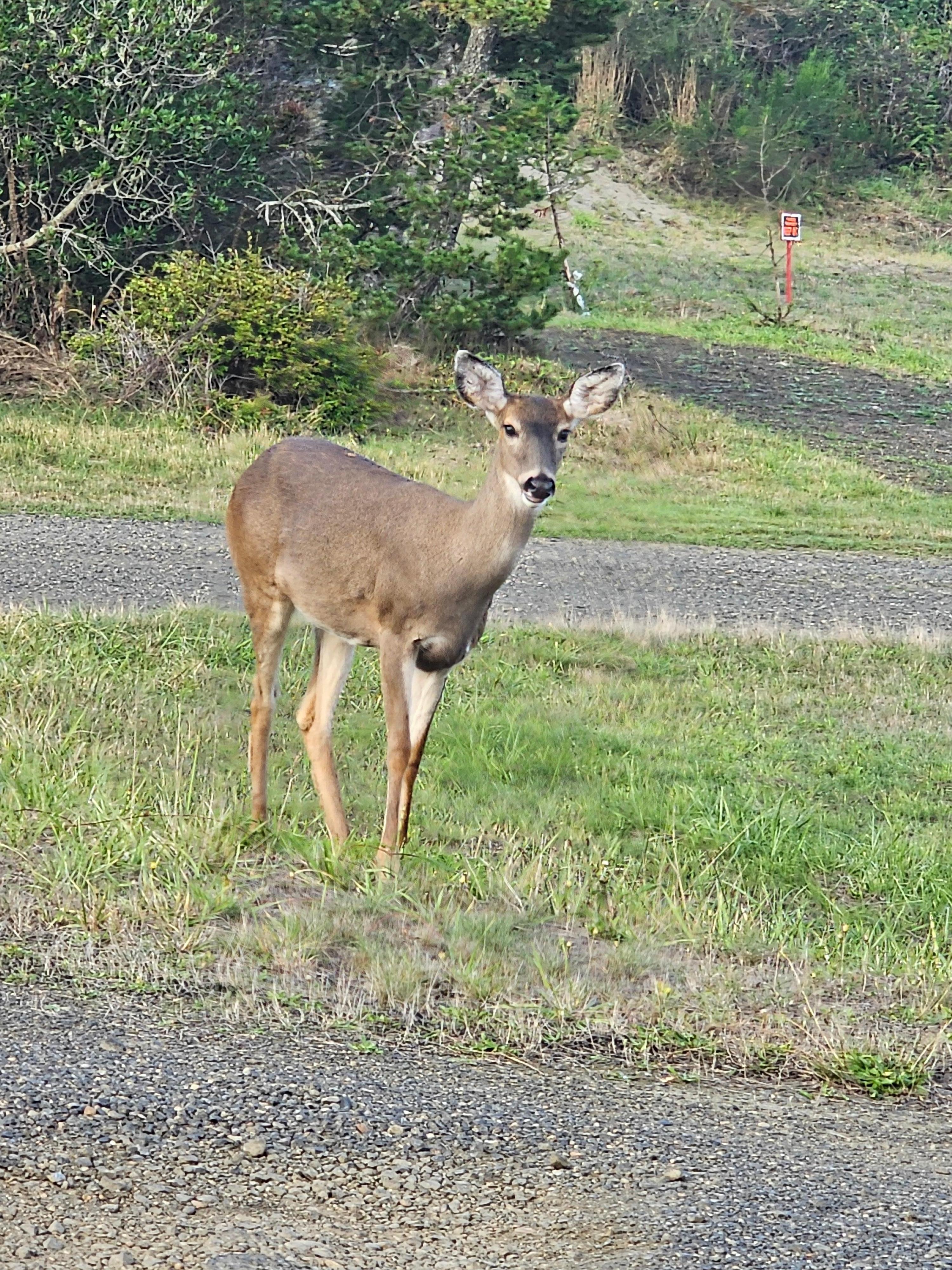 Blacktail Deer just chillin'.