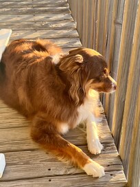 Our dog watching the beach below.