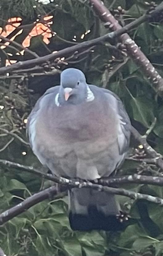 Really noisy rock pigeons in he trees 