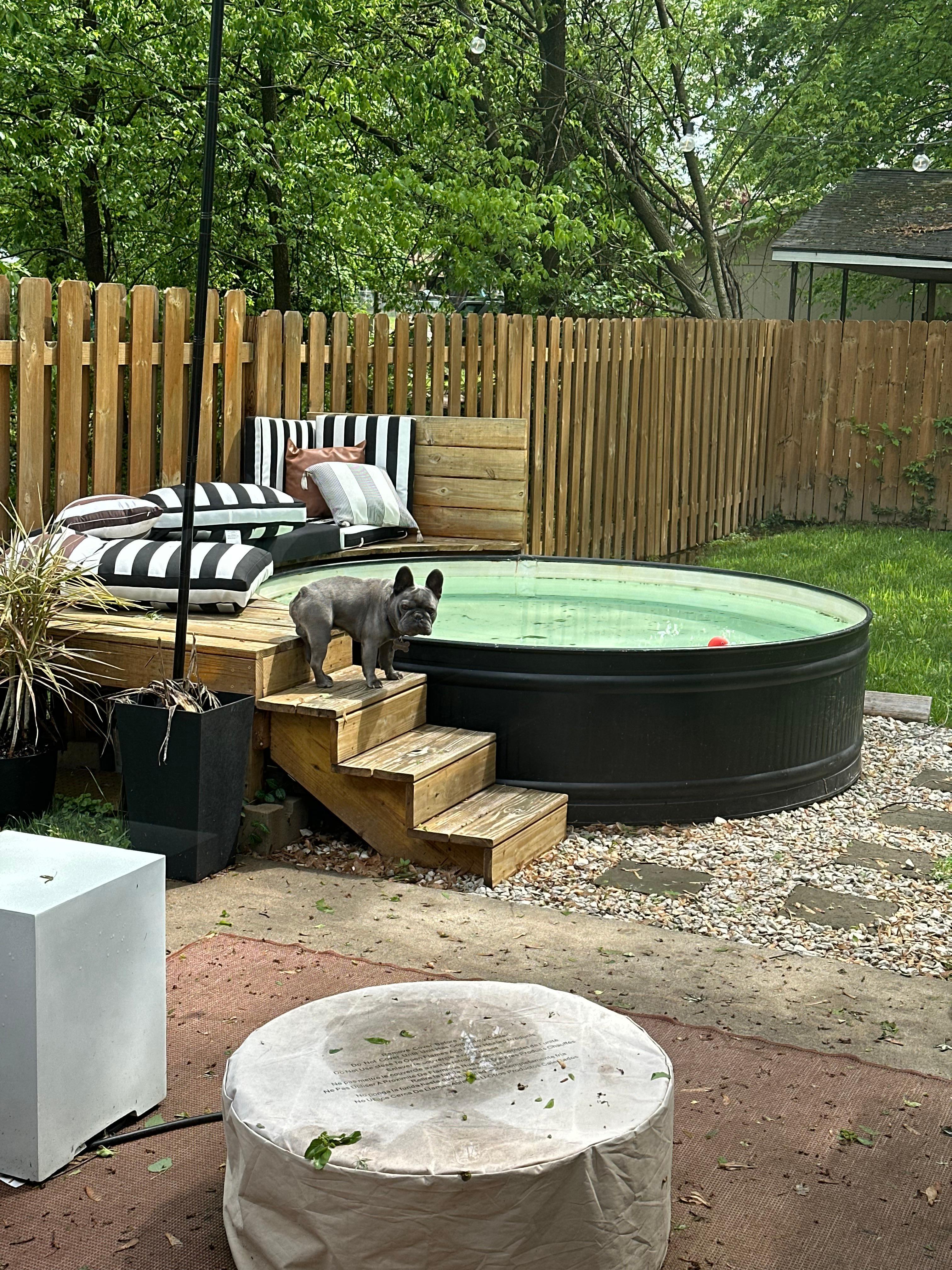Buddha loved barking at the flamingo floating in the pool.
