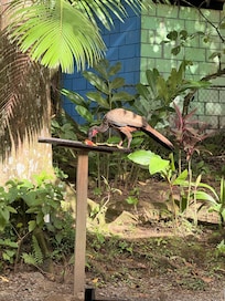 Loved that they fed the animals every day