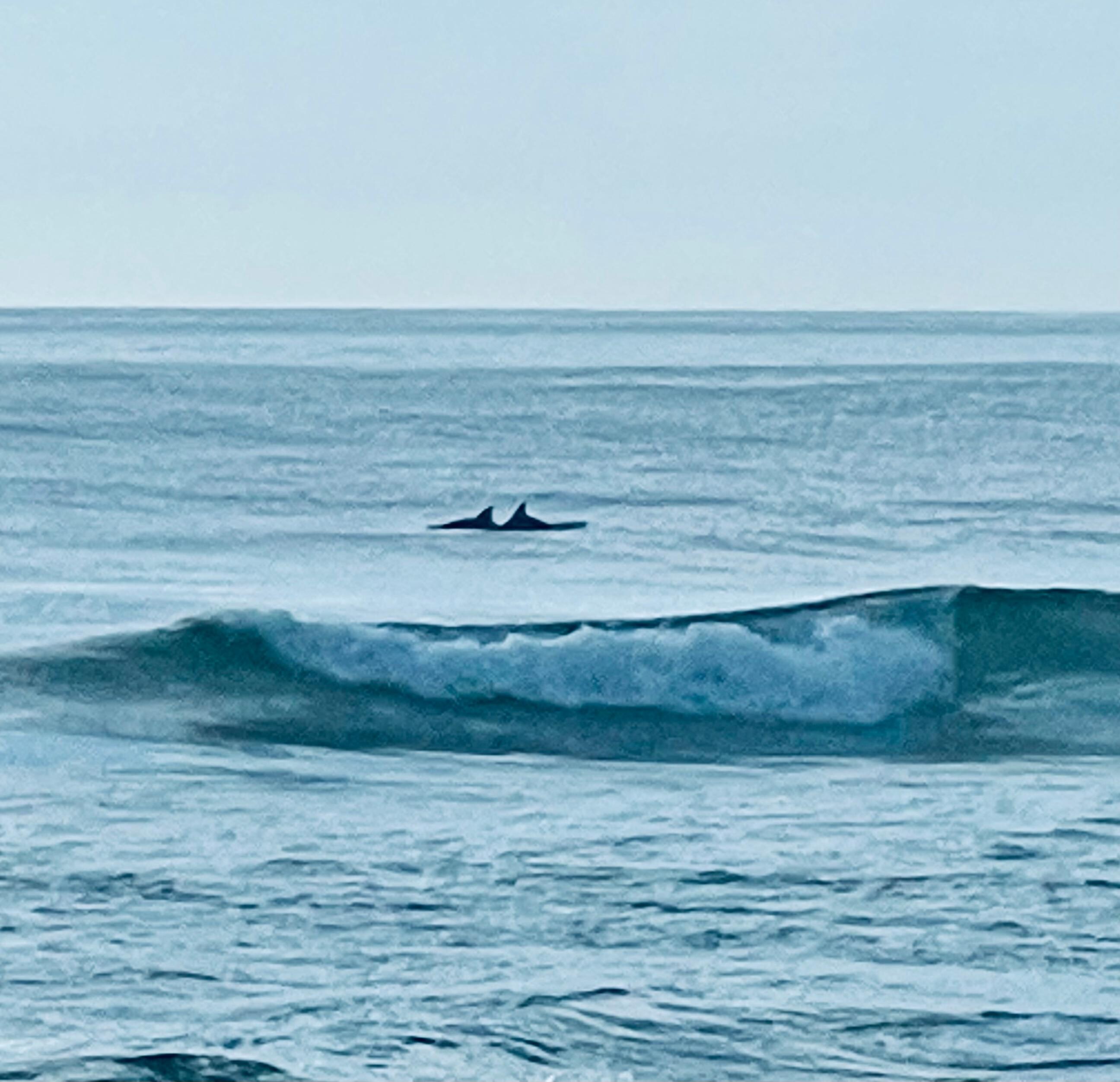 Watch dolphins and whales from
the patio. 