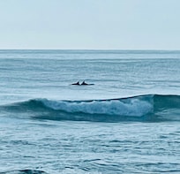 Watch dolphins and whales from
the patio.