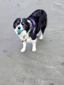 🐶