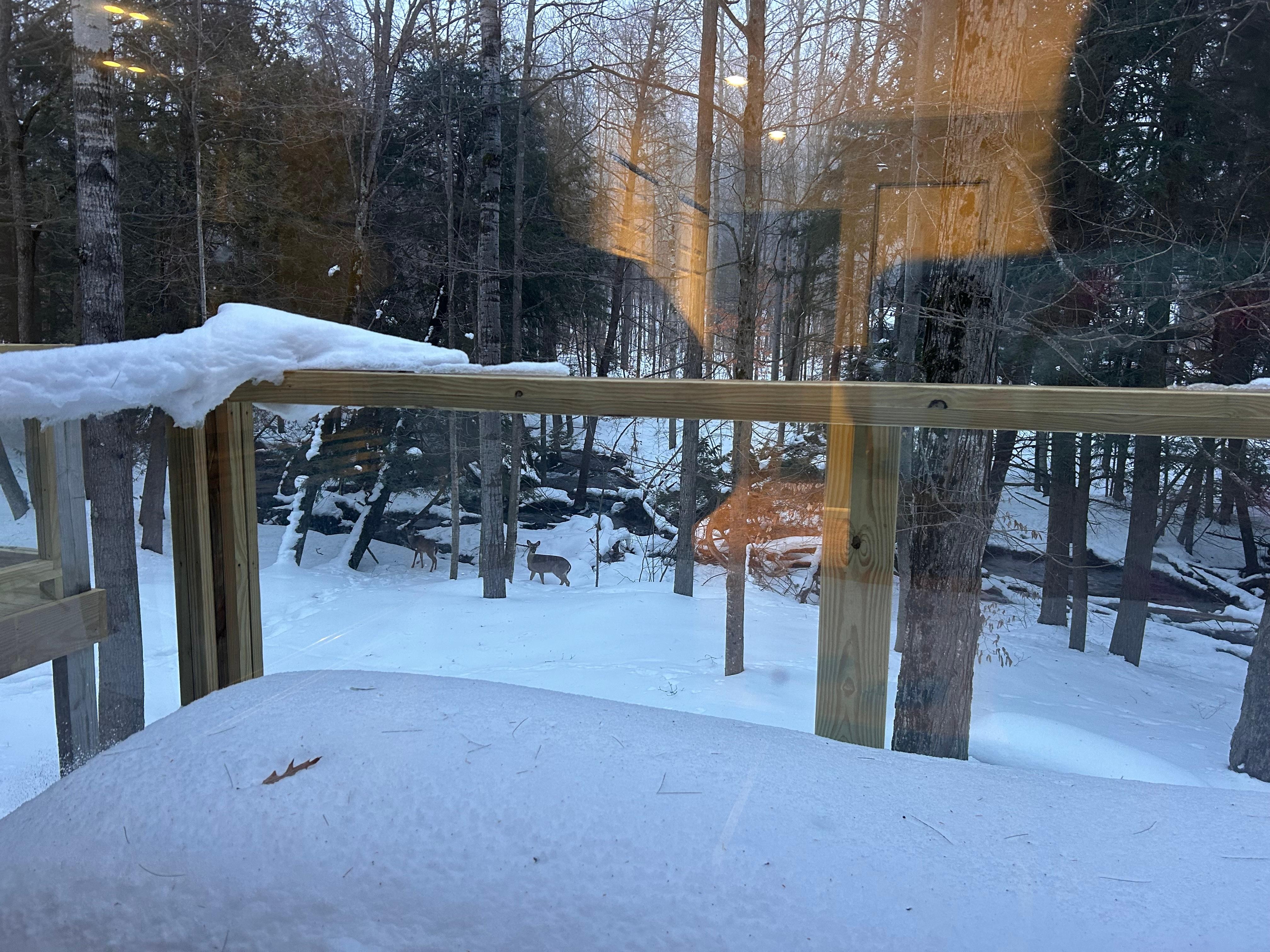 Momma & baby deer looking at us from the creek ❤️